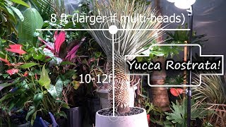 Yucca Rostrata Plant Care  Potting New Beaked Blue Yucca Plant [upl. by Rosalee]