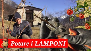 Come POTARE i Lamponi [upl. by Ahsiemat375]