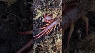 Giant Centipede Scolopendra Dehaani sp Flame Legs eating a cricket Singapore [upl. by Socher269]