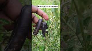 Slenderleaf  mitoo miroo seeds nature music instrument🪇🪇 farm gardening farming [upl. by Anaiuq]