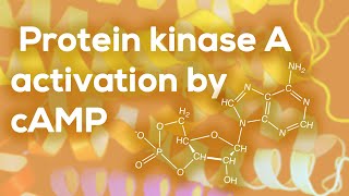 Protein kinase A activation by cAMP [upl. by Aiyn923]