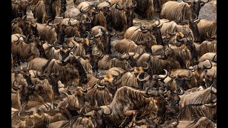 Masai Mara Migration Highlights [upl. by Adnek495]