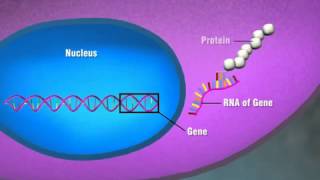 Protein Expression [upl. by Ecnav]