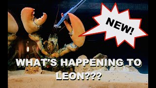 Whats Happening To Leon The Lobster [upl. by Ahsied]