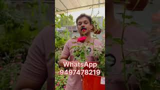 Rose plant  WhatsApp 9497478219 [upl. by Lenoj]