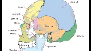 Craniosacral Osteopathy  Skull Cranial Rhythmic Motions [upl. by Isabea]