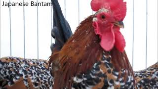 Bantam Rooster Crowing Nr 2 [upl. by Adnalor406]