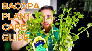 BACOPA MONNIERI MONEYWORT BACOPA CAROLINIANA  AQUARIUM STEM PLANT GUIDE [upl. by Enirhtac439]