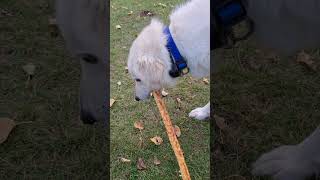 Great Pyrenees Dogs Chewing Their Treat Sticks hobbyfarm livestockguardiandog dogtreats asmr [upl. by Diannne]