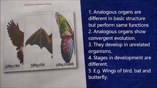 Flash cards models showing examples of homologous and analogous organs XII Practical spotting [upl. by Eus]