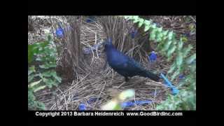 Satin Bower Bird  Training Potential [upl. by Charlean520]