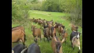 Chèvres Alpines des Tourelles  Mes chèvres accourent dès quelle ne me voient plus [upl. by Bodkin420]