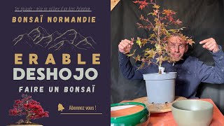 L’ÉRABLE DESHOJO 🌳  Comment en Faire un Bonsaï [upl. by Middle]