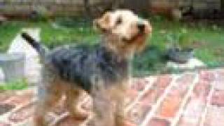 Welsh Terrier GiGi [upl. by Sergent]