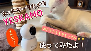 【YESKAMO】ネットワークカメラ使ってみたよ！【猫のお留守番】【白猫兄妹】【子猫】 [upl. by Pierson298]