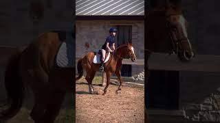 His canter is so good [upl. by Karolina]