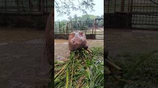 😱😱জলহস্তী কিভাবে খায়😱😱 😱 This is how hippos Eats😱shorts hippo hippopotamus [upl. by Luapnoj]