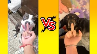 Dog aggressive video see middle finger  Mafia the pitbull dog pitbulldog pitbullpuppy mafia [upl. by Grete]