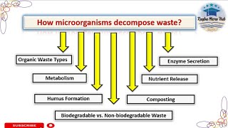 How do microorganisms decompose waste decomposers waste microbiology lecture [upl. by Greysun3]