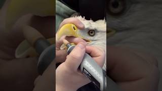 Why do keepers regularly trim eagles beaks and talons funfacts [upl. by Laehctim]