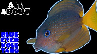 All About The Two Spot Bristletooth Tang or Blue Eyed Kole Tang [upl. by Eppillihp]