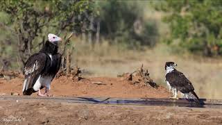 White headed vulture and African hawk eagle at a waterhole [upl. by Ezar43]