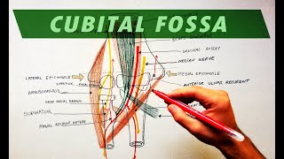 Cubital Fossa  Borders amp Contents  Anatomy Tutorial [upl. by Conrad]