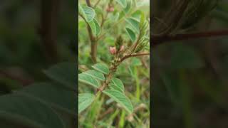 Silky indigoIndigofera astragalina I hirsuta FabaceaeUsed for Skin DiseaseHaverikarnataka [upl. by Akcirderf]