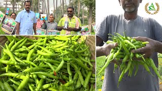 కేవలం ప్రతిభ బయోటెక్ ఎరువులతోనే మిరపలో నాణ్యమైన అధిక దిగుబడి  Annapurna agri space [upl. by Brawner]