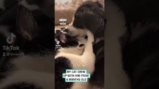 Animals grieve too 😔 🐱 🎥 TikTokbreeseff [upl. by Ahsehyt451]