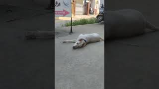 Balter dog loversong arijitsingh music love coversong funny kpcomedy punjabimusic comedy 👌👌 [upl. by Noma]