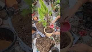 घर में सुख शांति के लिए कौन सा पौधा लगाना चाहिएgardenplants shorts subscribe mybeautifulgarden [upl. by Marie]