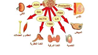 المحاضرة الثانية التنسيق الهرمونىالجزء الثانىـ هرمونات الجزء الغدى للغدة النخامية  احياء ٢٠٢٥ [upl. by Akinuahs633]