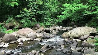 Beautiful River Sounds Relaxing Mountain River Water Sounds for Better Sleep and Study [upl. by Nosnibor]