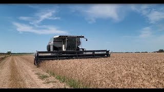 2023 Wheat Harvest with the N6 Gleaner [upl. by Sieber]