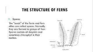 Division Filicinophyta  Structure Of Ferns  Advantages amp Disadvantages Of Ferns [upl. by Ayamahs]