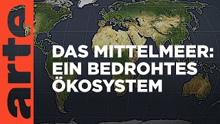 Das Mittelmeer Ein bedrohtes Ökosystem  Mit offenen Karten  ARTE [upl. by Asssilem]