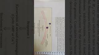 Chemical coordination and integration Figure 195a mechanism of hormone action protin harmone🙏 [upl. by Trammel]