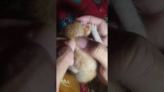 Popping cat flea shorts flea cat [upl. by Roi753]