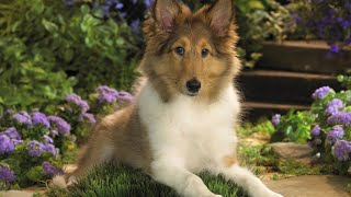 Sheltie Dog  Top 10 Shetland Sheepdog Facts [upl. by Meean]