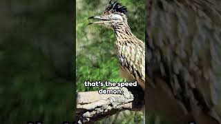 Roadrunner vs Coyote  The Real Speed Showdown [upl. by Salohcin]