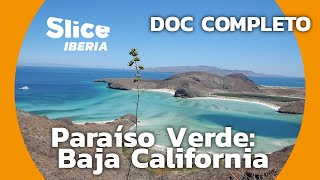 Baja California El paraíso de la ballena gris  SLICE Iberia  DOCUMENTAL COMPLETO [upl. by Nuawad]