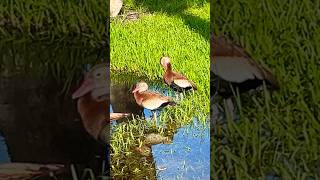 BlackBellied Whistling Duck [upl. by Aeniah]