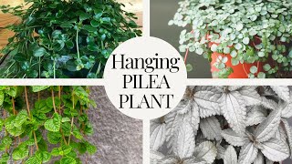 Hanging PILEA Plant varieties MOODY BLOOMS [upl. by Tanberg]