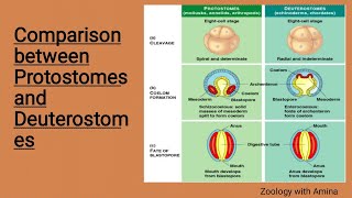 Comparison between protostomes and deuterostomes  protostomia and deuterostomia [upl. by Eletnahs]