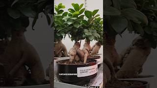 Ficus Microcarpa Ginseng Plants at IKEA [upl. by Einaffets859]