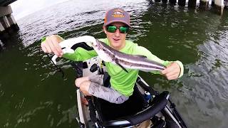 1st Cobia from Kayak  Hampton Roads Bridge Tunnel HRBT [upl. by Marieann25]