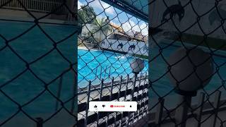 Swimming pool Ma 🐬 Dolphin minivlog shorts [upl. by Fotina]