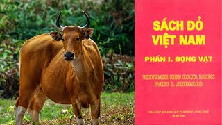 Sách đỏ động vật Việt Nam  Kỳ 23 Bò Banteng [upl. by Stefano877]