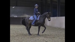 First time trying a piaffe pirouette with RumbaClick Clicker Training Dressage and Liberty [upl. by Ferdinana]